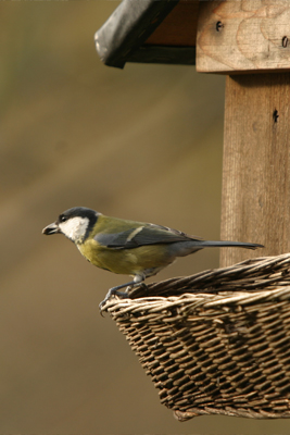 Conférence, Observer et protéger les oiseaux du jardin Présentée par Jean-Louis Cance